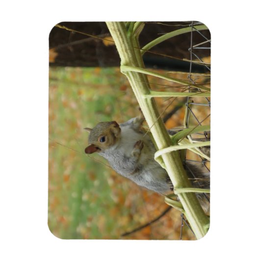 Happy Gray Squirrel Magnet (Vertikal)
