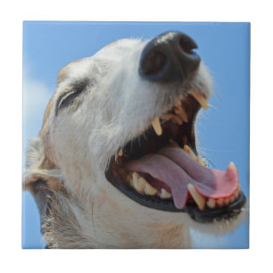 Happy Greyhound Smiilning Face Closeup Fliese