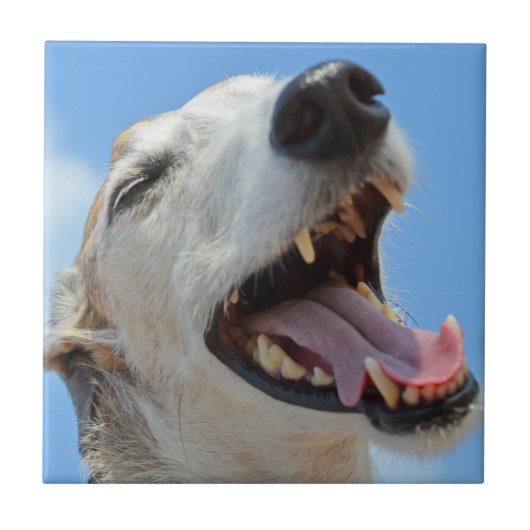 Happy Greyhound Smiilning Face Closeup Fliese (Vorderseite)