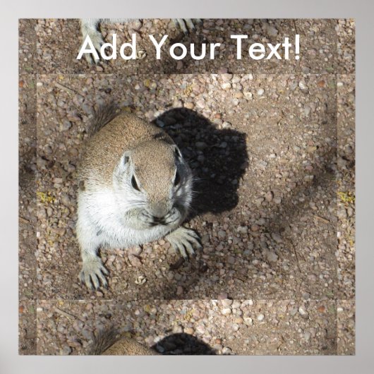 Happy Ground Eichhörnchen Poster (Vorne)