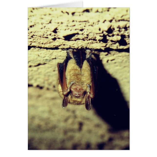 Happy Halloween Bat Card (Vorne)