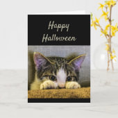 Happy Halloween Niedlich erschreckt Kitten Funny Karte (Gelbe Blume)