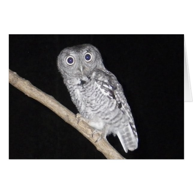 Happy Halloween Owl Card (Vorderseite (Horizontal))