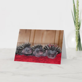 Happy Hedgehog Day! Karte