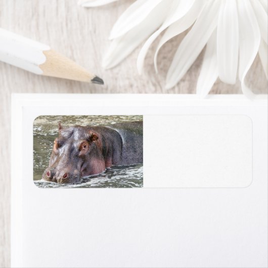 Happy Hippo (Insitu)