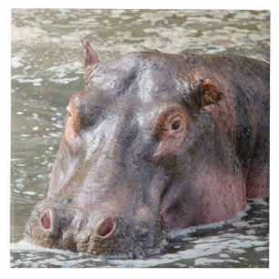 Happy Hippo Fliese