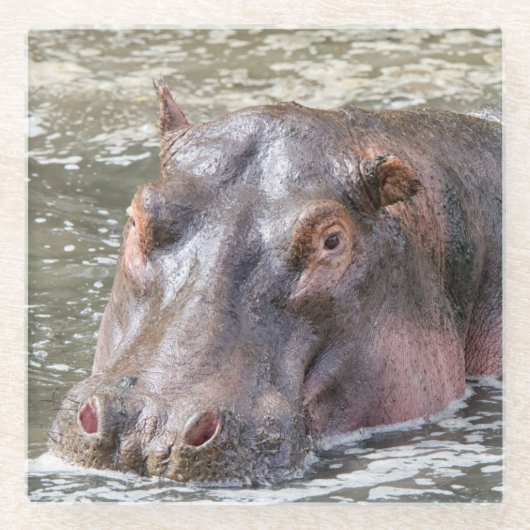 Happy Hippo Glasuntersetzer (Vorderseite)