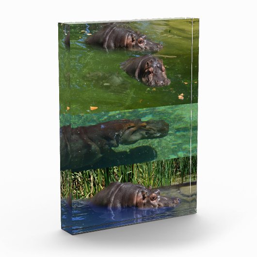 Happy Hippos in einem Teich, Foto Block (Links)