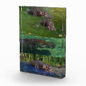 Happy Hippos in einem Teich, Foto Block (Rechts)