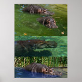 Happy Hippos in einem Teich, Poster (Vorne)