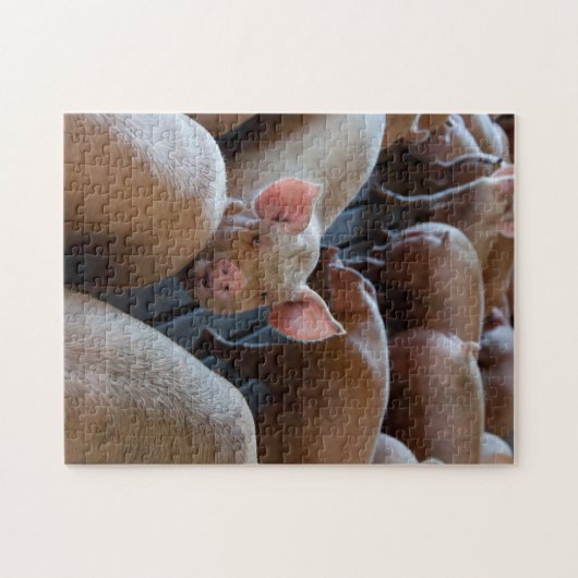Happy Hogs auf einer Schweinefarm Puzzle (Horizontal)