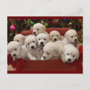 Happy Holiday Golden Retriever Welpen Feiertagspostkarte