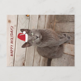 Happy Holidays CaGray Cat Postcard Postkarte