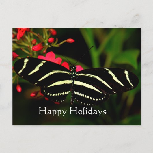 Happy Holidays, Zebra Longwing Feiertagspostkarte (Vorderseite)