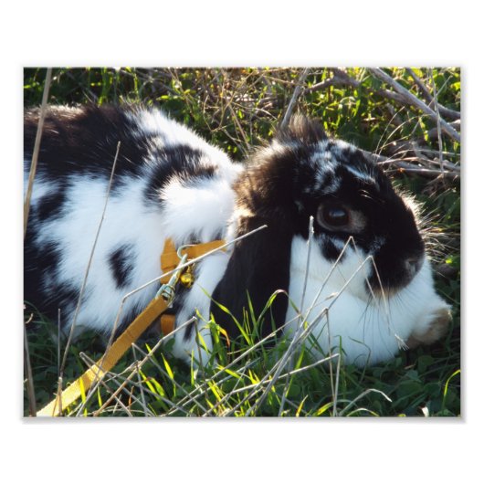 Happy Hoppy Fotodruck (Vorne)