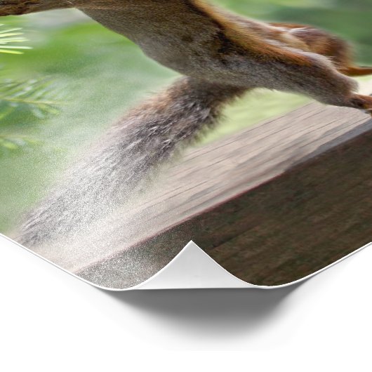 Happy Hour Squirrels Fotodruck (Ecke)