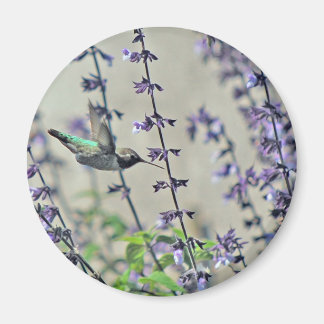 Happy Hummingbird II Magnet