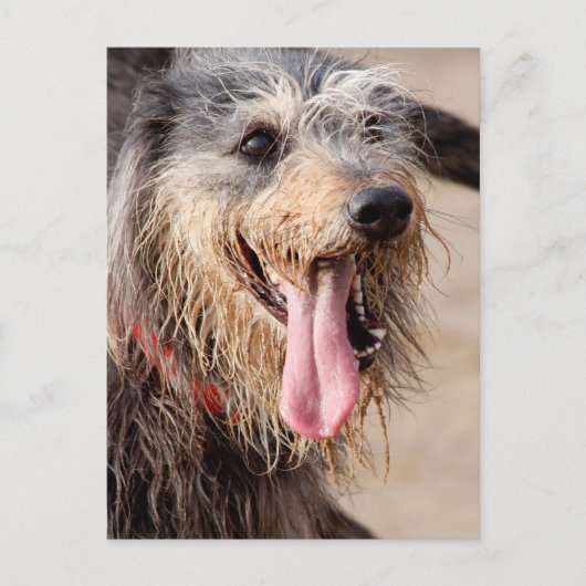 Happy Hund am Strand Postkarte (Vorderseite)