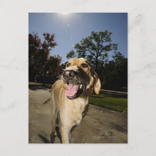 Happy Hund, der im Freien herumläuft Postkarte