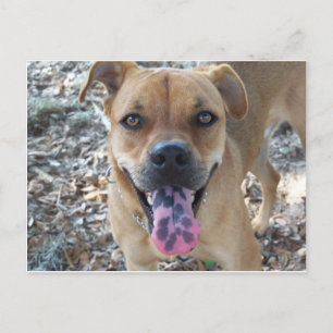 Happy Hund gepunktet Zunge Postkarte