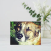 Happy Hund in der Sonne Foto Postkarte (Stehend Vorderseite)