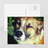 Happy Hund in der Sonne Foto Postkarte (Vorne/Hinten)