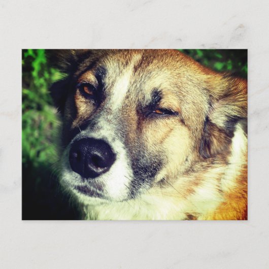 Happy Hund in der Sonne Foto Postkarte (Vorderseite)