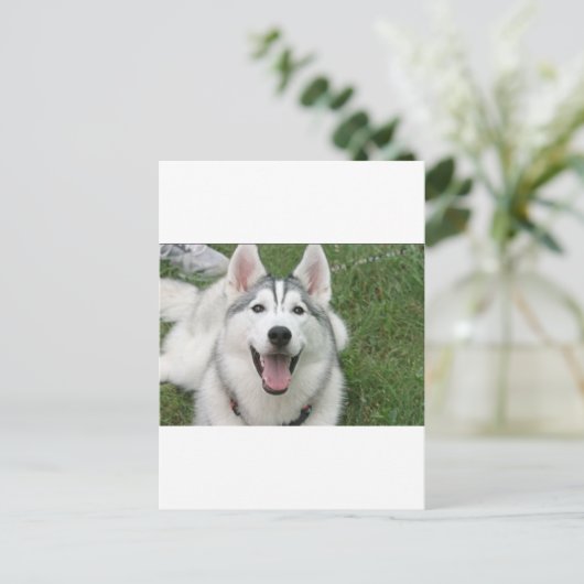Happy Husky Postkarte (Stehend Vorderseite)