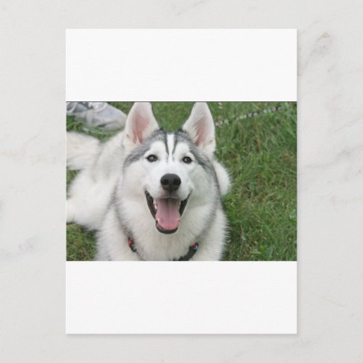 Happy Husky Postkarte (Vorderseite)
