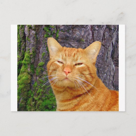 Happy Kitty Kat! Postkarte (Vorderseite)