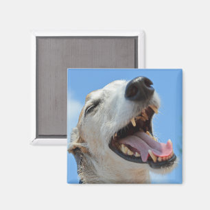 Happy Lächeln Greyhound Face Closeup Magnet