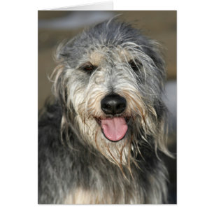 Happy lächelnder Hund