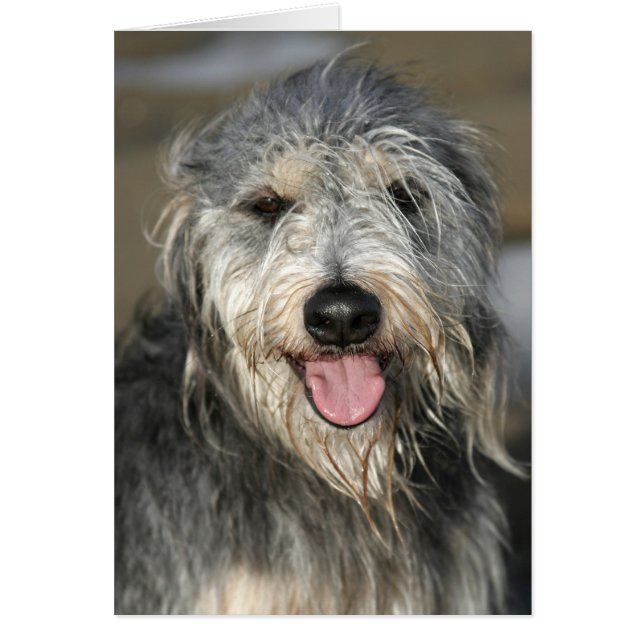 Happy lächelnder Hund (Vorne)