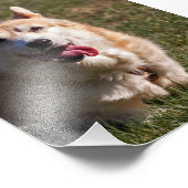 Happy Lady (Corgi) Nah Fotodruck (Ecke)