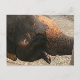 Happy Laughing Elephant Foto in Thailand Postkarte