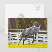 Happy Leaping Horse Postkarte (Vorne/Hinten)