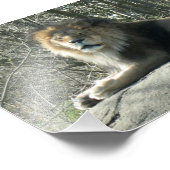 Happy Lion Fotodruck (Ecke)