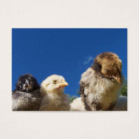 happy little chicken chick sleeping (Vorderseite)