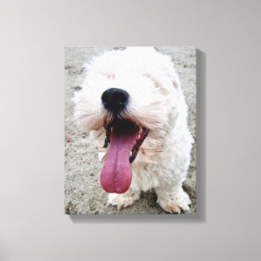 Happy Malteese Puppy Leinwanddruck (Vorderseite)