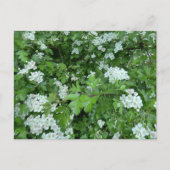 Happy May Day Postcard mit Hawthorn Bloom Postkarte (Vorderseite)