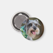 Happy Miniature Schnauzer Puppy Magnet (Vorderseite/Rückseite)