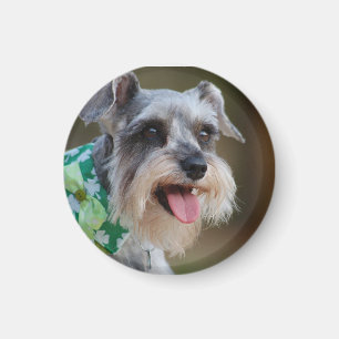 Happy Miniature Schnauzer Puppy Magnet