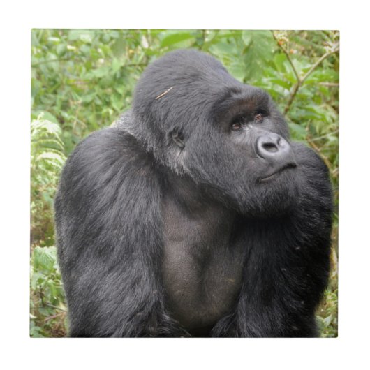 Happy Monkey Fliese (Vorderseite)