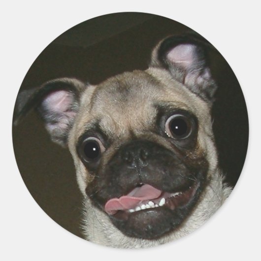 Happy Mops Runder Aufkleber (Vorderseite)