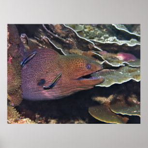 Happy Moray Cleaning Poster
