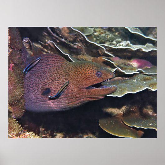 Happy Moray Cleaning Poster (Vorne)