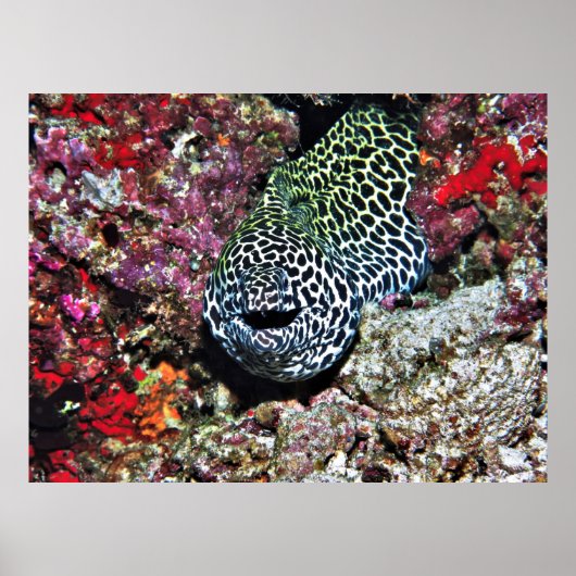 Happy Moray Poster (Vorne)