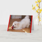 Happy Mother's Day - Havanese Welpe Karte (Gelbe Blume)