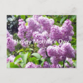 Happy Mother's Day-Lilac Bush Postkarte (Vorderseite)