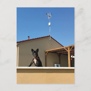 Happy Niedlich French Bulldog Postcard Postkarte